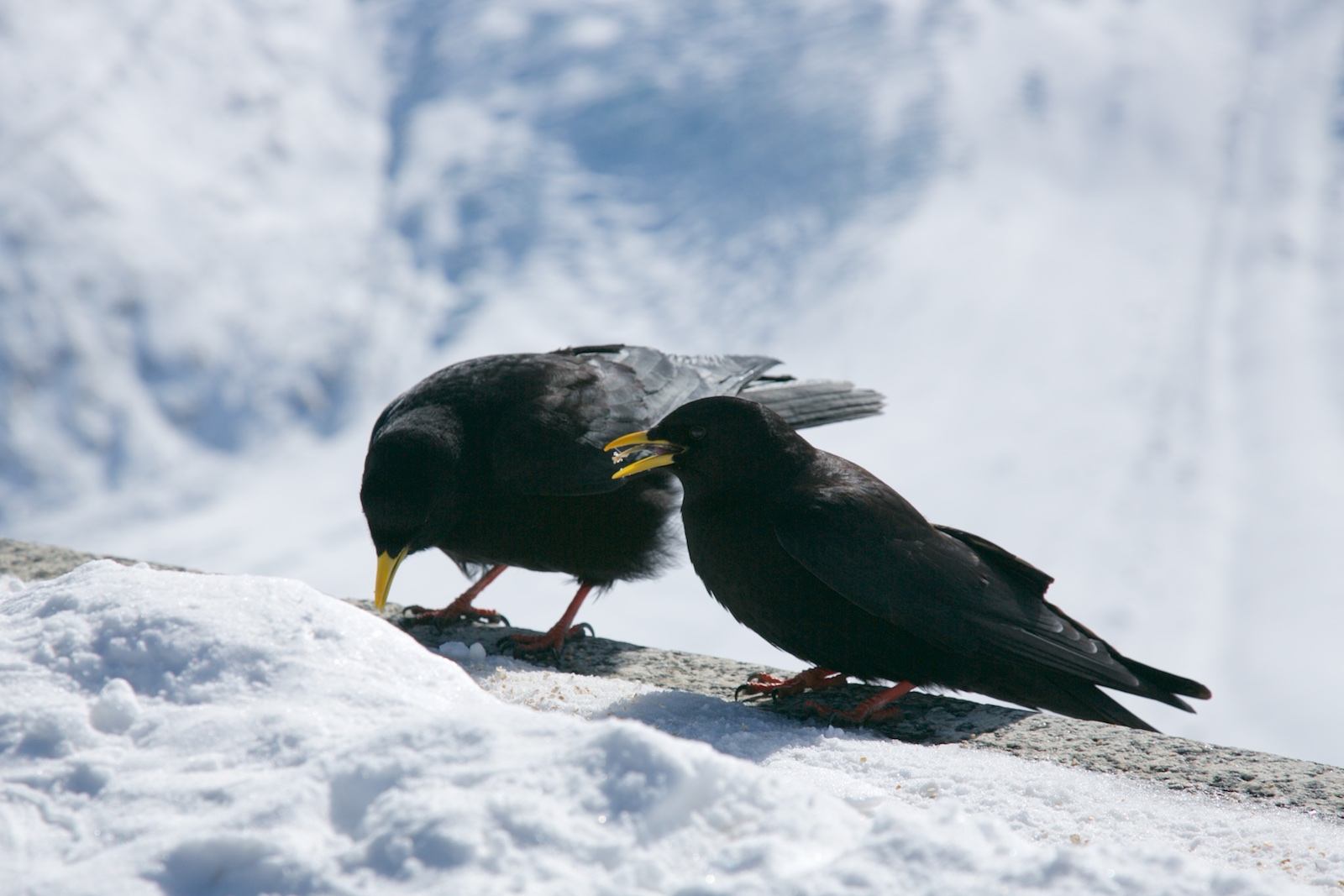 Cervinia
